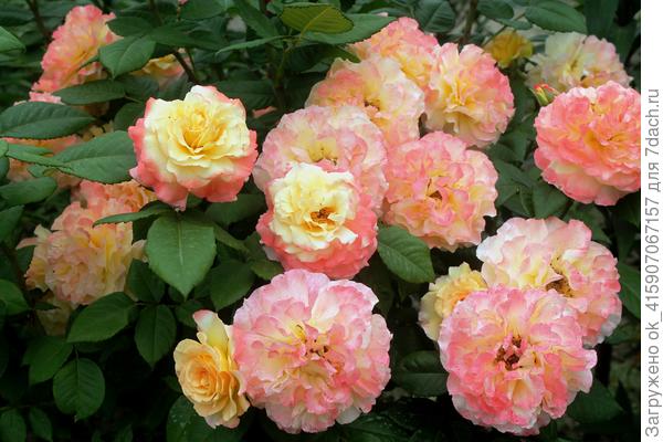 Акварель. Чайно-гибридная сестрёнка Августы-Луизы