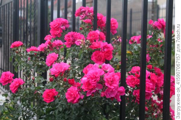 Супер Эксцельза