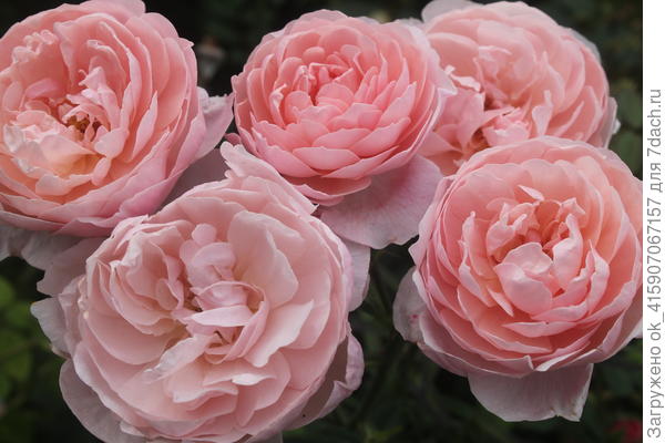 Зе Алнвик роуз. Остинка