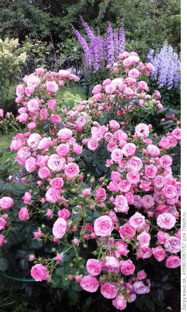 Помпонелла летом.