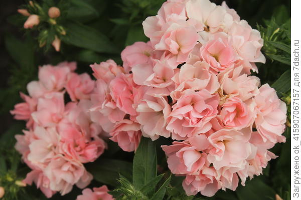 Флокс друммонда