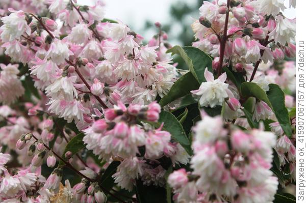 Радует уже много лет.