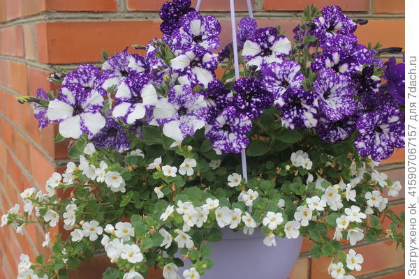 С любимой бакопой