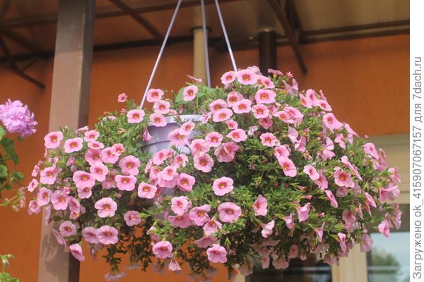 И здесь было много семян, очень пышный кустик