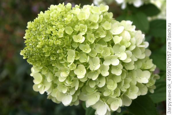 В начале цветения