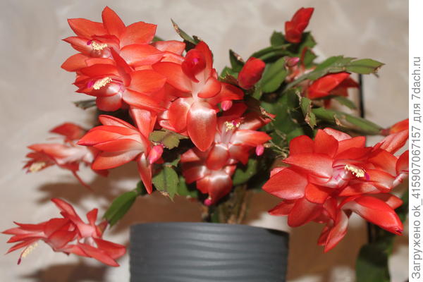 Сейчас цветёт