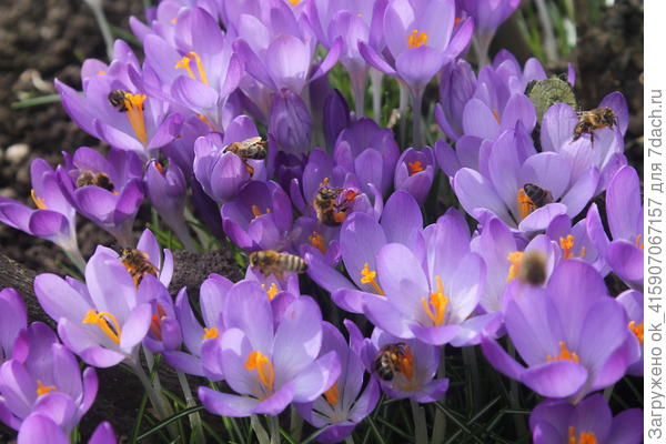 Под укрытием сказка. Пчёлы ошалели от счастья.