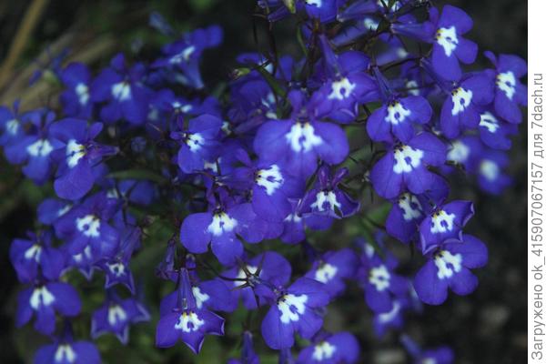 Кустовая серия &quot;Ривьера&quot; Синие глаза