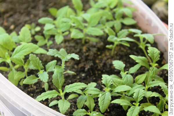 Пора пикировать