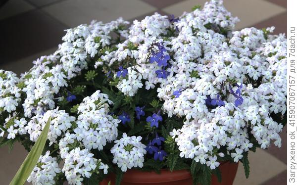 Кварц Сильвер