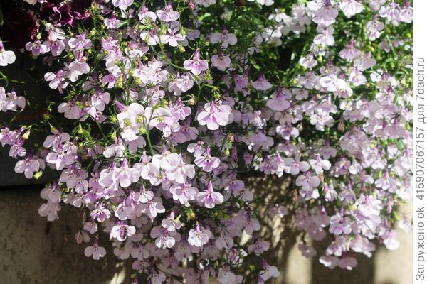 Серия &quot;Регатта&quot; Лиловый водопад