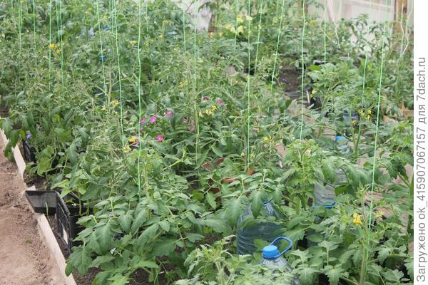 Томаты цветут