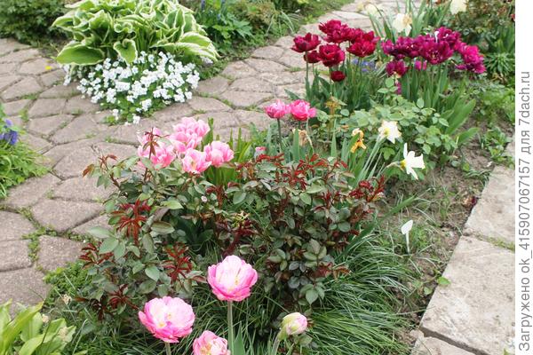 Тюльпаны цветут