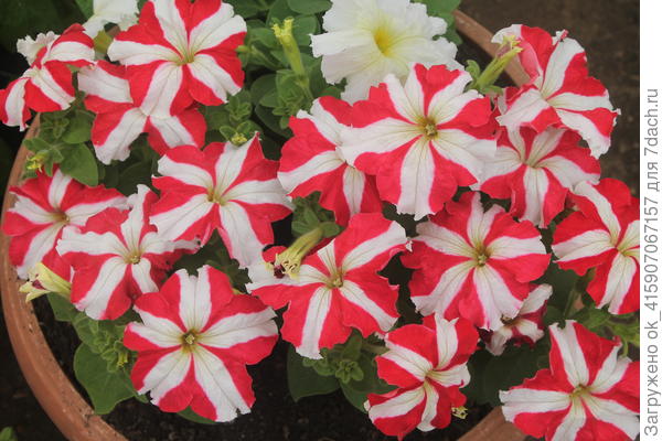 Петунии тоже цветут.