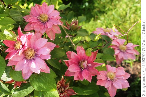 Клематис Литл Мермейд