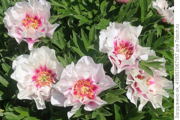 Пион Cora Louise