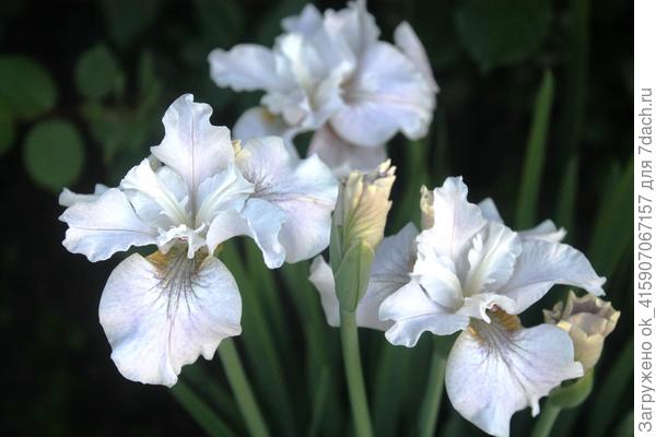 Ирис сибирский