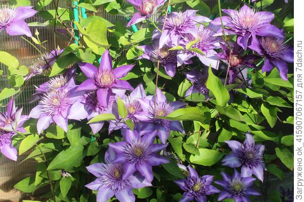 Клематис Мульти Блу