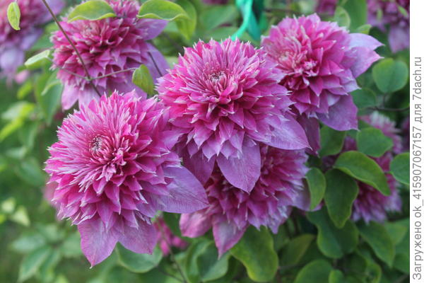 Клематис Кайзер