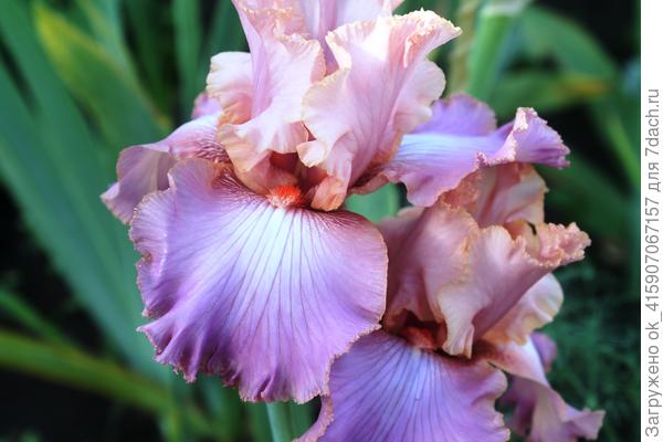 Ирис Портфолио