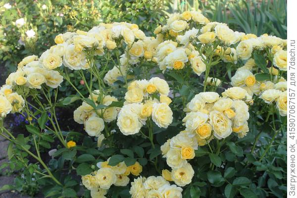 Голден бордер