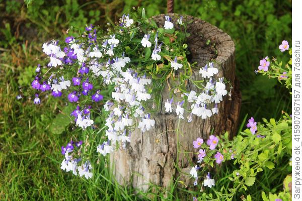 И даже пень в июньский день