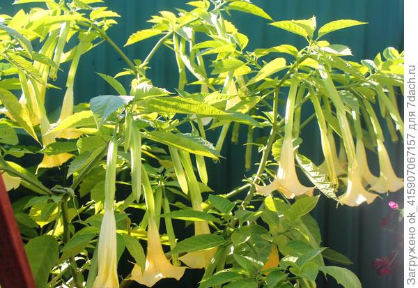 Бругмансия в цвету