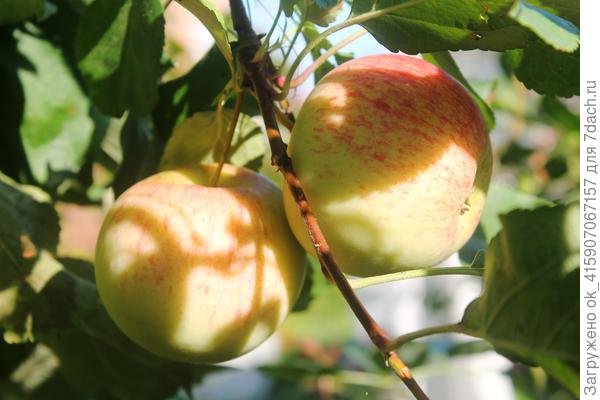 Яблочки хороши прямо с дерева