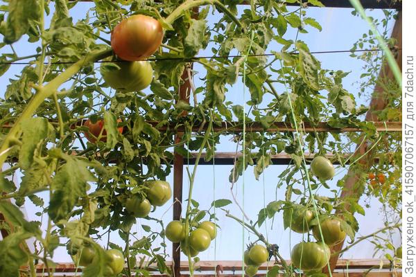 Японский краб не признаёт октябрь