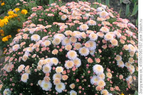 Хризантемы солируют.