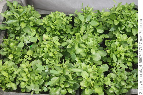 В конце апреля в теплице и даже без стрижки.