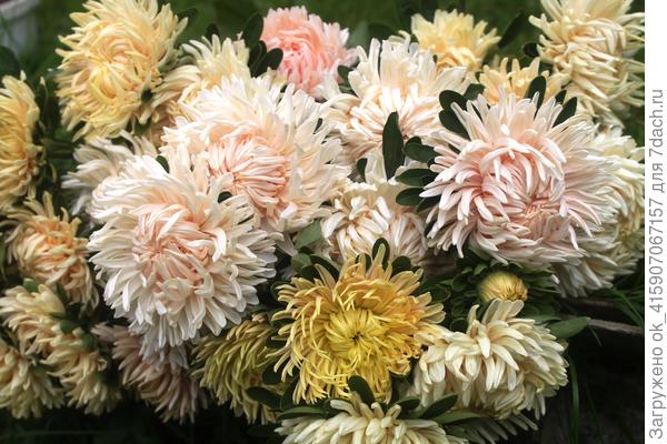 Эта самая любимая.