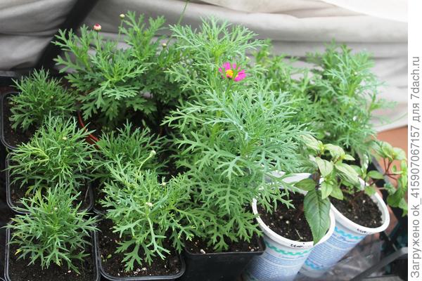 Молодые кустики.