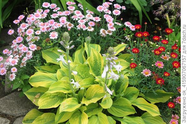 В компании с хостой.