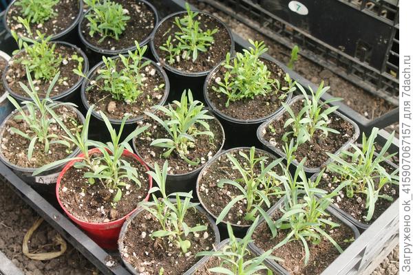 Перистая и травянка