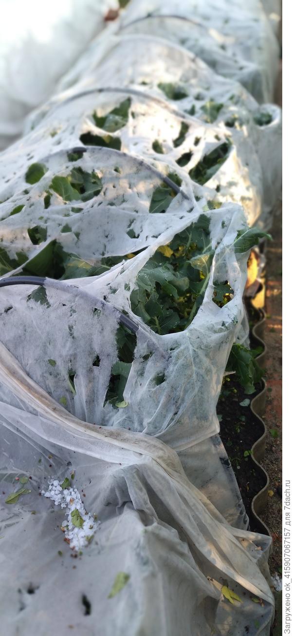 Грядка с  капустой