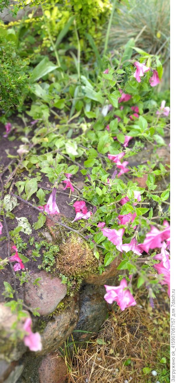 Остатки петунии в грунте