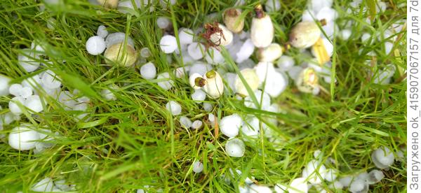 Завязь персика