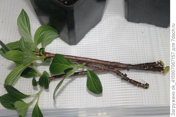 Эти  в воде стоят, уже появились корешки