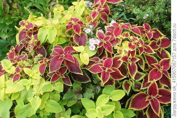 Прошлого года красавчики.