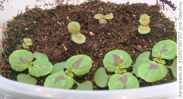 Видно разницу в сортах.