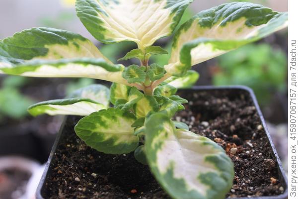 Волшебник Нефрит. Макушку прищипнула