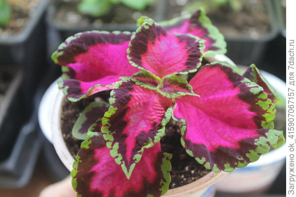 Вишня в шоколаде