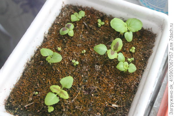 Микс тугодум