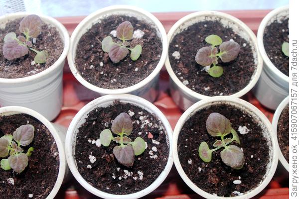 Чёрный дракон