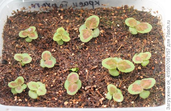 Красный бархат.