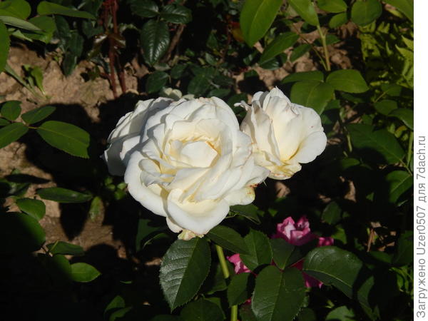 С Днем Рождения!