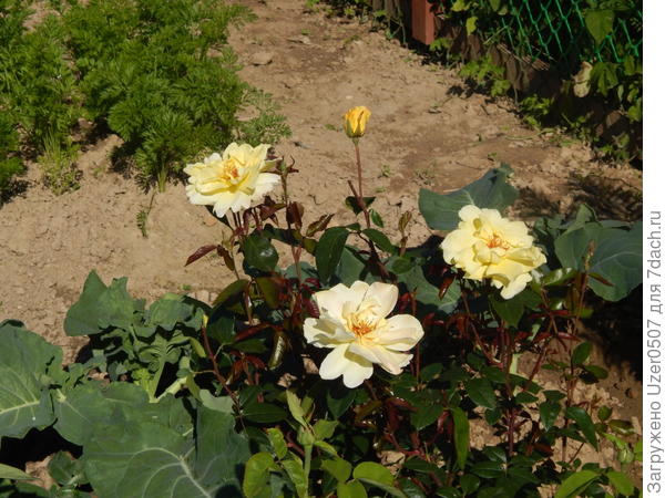 С Днем рождения!