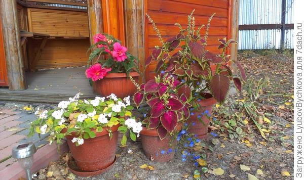 Бегония, бальзамин, колеусы