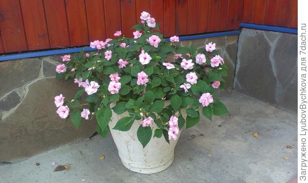 бальзамин уоллера